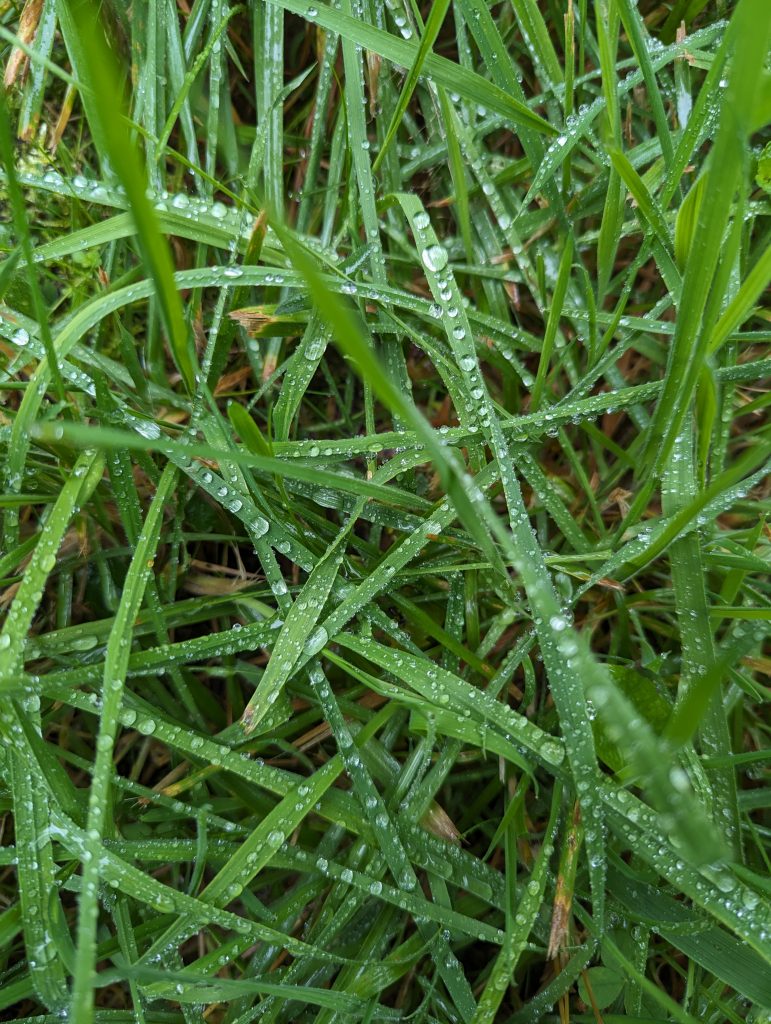 Gras im Regen