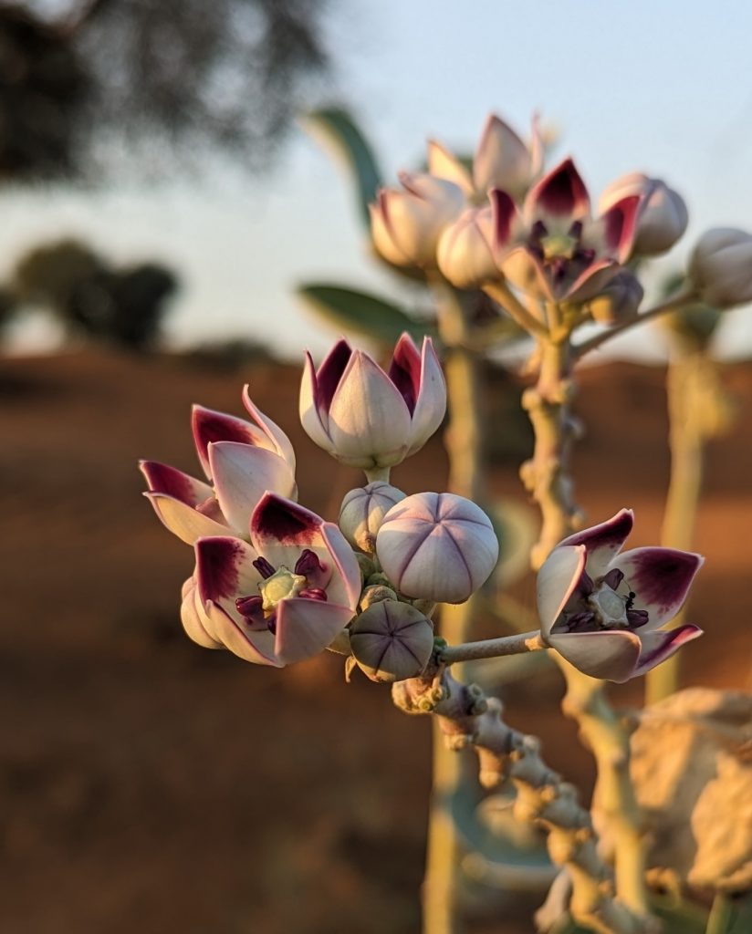 Blume in der Wüste von Ras Al Khaimah