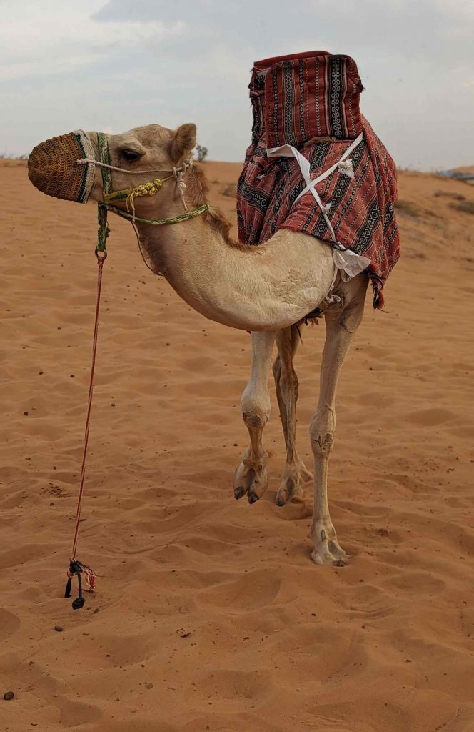 Kamel in der Wüste von Ras al Khaimah