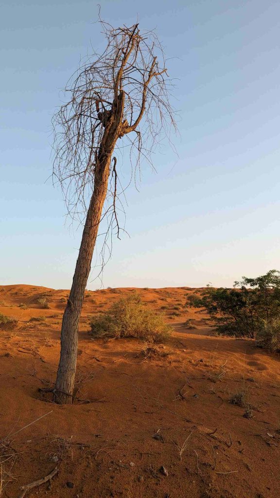 roter Sand in der Wüste von Ras al Khaima