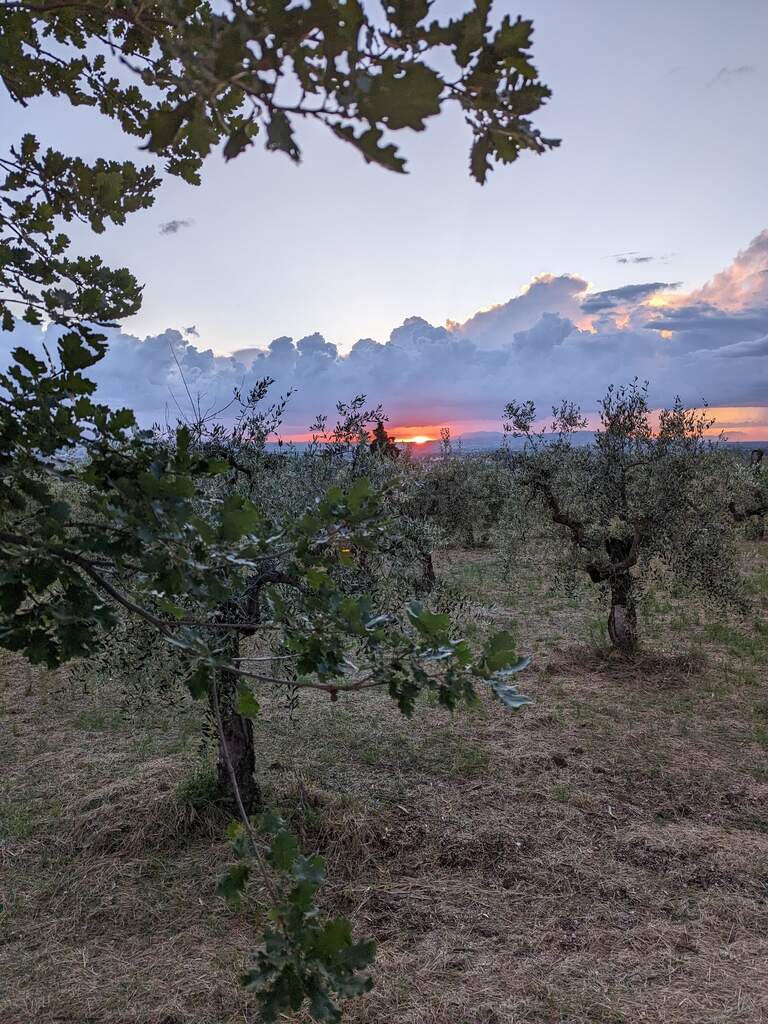 Olivenbäume im Sonnenuntergang