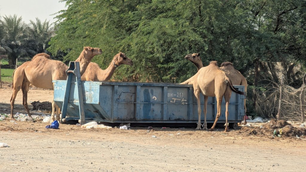 Kamel am Müllcontainer